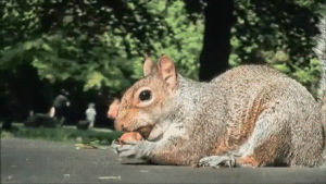 squirrel,nuts