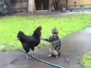 chicken,fight,cat