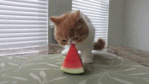 kitten,summer,cute cat,hungry,eating,cat,watermelon,nibbling