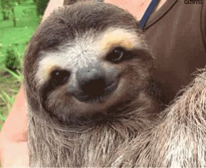 hello,sloths