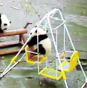 fun,panda,swing,swinging