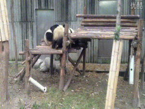 fight,panda