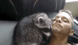 raccoon,animals