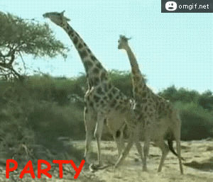 party hard,fighting,giraffe,wild animals
