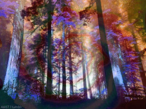 psychedelic,tree,wood,trippy,nature,axist makes