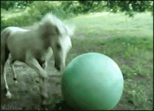 horse,cute,ball,fun,day,play