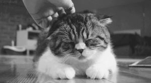 kitty,cat,black and white,vintage,style,indie,grunge,hipster