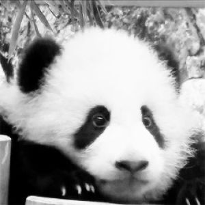 startled eyes,panda bear,animals,animal,bear,panda,paws,close up,baby panda,moves head