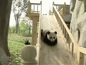 pandas,slide