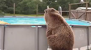 grizzly,bear,pool,belly,flops