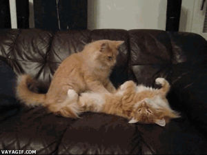 couch,cat,animals,cats,cute cat,massaging