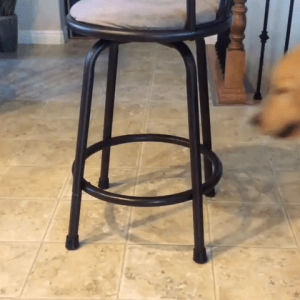 dog,chair,good boy,dog sitting