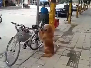 dog,bike,owner,guards