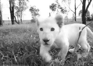 lion,white lion,black and white,animal