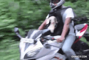 like a boss,baby,win,cool,mixed,ride,dude,motorcycle,goat,goat win