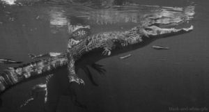 crocodile,caiman,black and white,animals,planet earth live