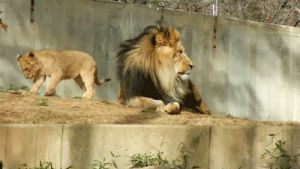 mufasa,lion,seor,cubs