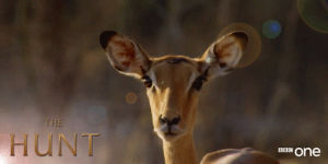 big ears,deer in the headlights,animals,bbc,bbc one,bbc1,wildlife,bbc 1,the hunt
