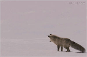 arctic fox,funny,animals,fox,jumping,hilarious,crashing,cute animal,foz