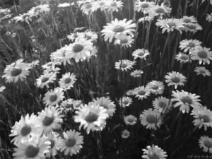 floral,black and white,lost,love,cute,life,nature,black,world,live,beauty,perfect,beautiful,nice,flowers,flower,perfection