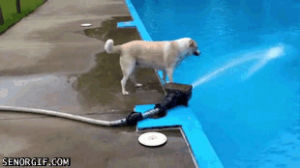 fail,funny,dog,pools,pool fail
