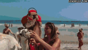 camel,beach,just,bottle,feeding