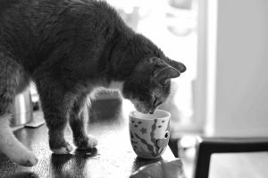 kitty,cat,black and white,kitten,bw,cup,milk,yolo