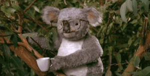 koala,downvoted