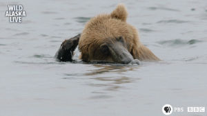 bear,grizzly bear,sleepy bear,furry,cute,animal,bbc,bbc one,wildlife,alaska,alaska live,bear cub,skill