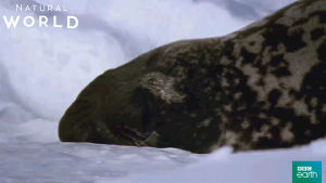 fat,ugly,funny face,seal,bbc earth,natural world