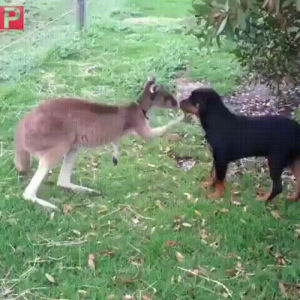 kangaroo,dog,petting