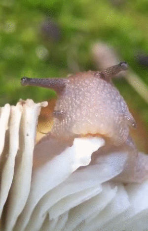 mushroom,snail