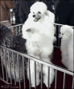 dog,poodle,animals,dance party,dancing