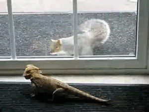 funny,squirrels,bearded dragons