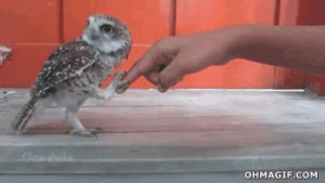 hello,owl,handshake,funny,animals,cute,girl,walking,shaking,hoot