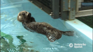goodbye,floating,backstroke,bye,later,monterey bay aquarium,otter,pup,swimming,sea otter,sea otter pup,otter pup