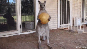 kangaroo,psychology,new years,new year,follow back,funny,animals,artists on tumblr,loop,reblog,creepy,scary,what,laugh,like,ball,follow,2014,orange,follow for follow,breakfast,stop motion,follower,new years 2014