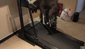 dog,jumping,treadmill