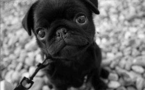 cute,dog,black and white,pug