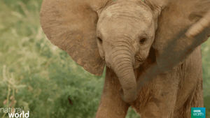 baby elephant,funny,animals,nature,bbc,elephants,trunk,bbc earth,natures epic journeys