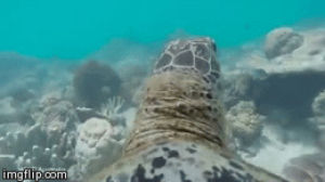 ocean,water,sea,crush,australia,turtle,gopro,conservation,reef,great barrier reef