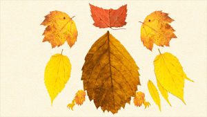 fall,leaf,art,amazing,celebrate,worth,first day of fall