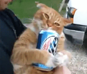 beer,catnip