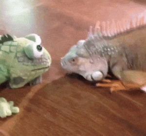 animals,vs,iguana,wildlife,foe