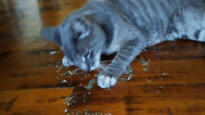 cats,first,experience,catnip