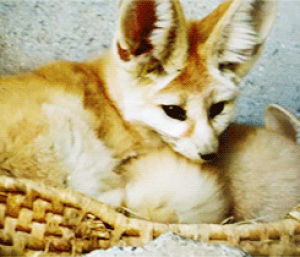 fennec fox,animals,fox,sleepy,resting