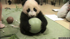 ball,panda,one