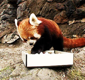 red panda,racoon,animals,eating,panda,hungry,box