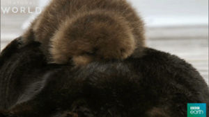 fluffy,cute,otter