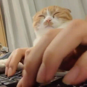 cat,eyebleach,typing